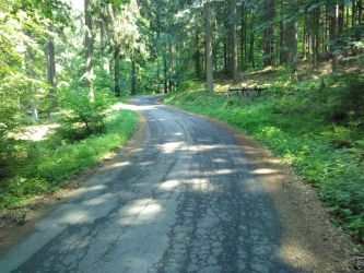 Kurvenreicher Verlauf Wald