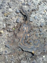 Überfahrener Feuersalamander