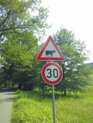 Kühe auf der Fahrbahn